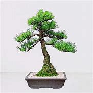 Image result for Bonsai Pine Tree