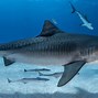 Image result for Tiger Shark Bite