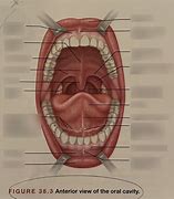 Image result for Parts of Oral Cavity