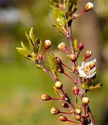 Image result for Hollywood Plum Tree