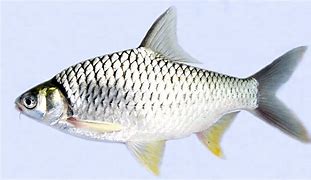 Image result for Ikan Arengan