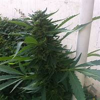 Image result for OG Kush Indica