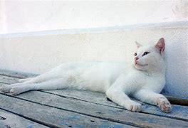 Image result for Cute White Cat Laying Down