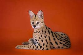 Image result for Red Serval Cat