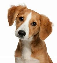 Image result for Dog Breed Faces