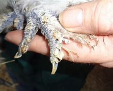 Image result for Silkie Chicken Feet