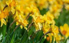 Image result for March Flower