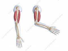 Image result for Forearm Extension