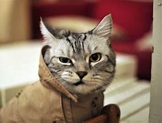 Image result for Funny Cartoon Cat Screensavers