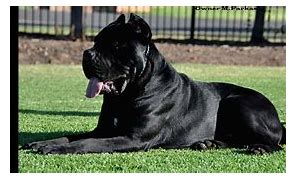 Image result for Gladiator Dog