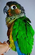 Image result for Conure Bird Pic