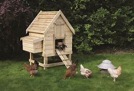 Image result for Inside Chicken Co-op Designs