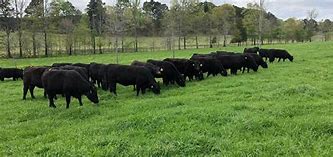 Image result for Angus Cattle