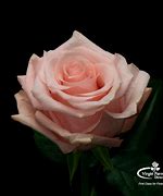 Image result for Lmk Rose