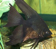 Image result for Black Angelfish Saltwater