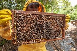 Image result for Industrial Insect Farming