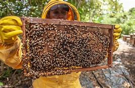 Image result for Vertical Insect Farming Industry