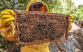 Image result for Insect Farming Industry