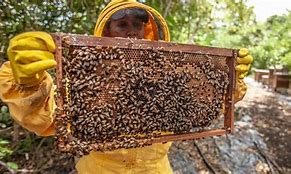 Image result for Insect Farming Book