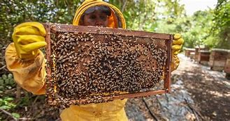 Image result for Insect Farming