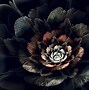 Image result for Black Rose Bushes