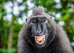 Image result for Funny Things Monkey Only