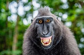 Image result for Hilarious Monkey Pictures