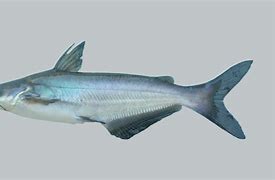 Image result for Blue Catfish Ictalurus Furcatus