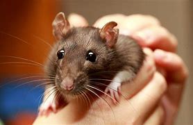 Image result for Fancy Rat