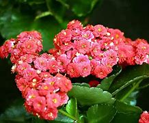 Image result for Kalanchoe