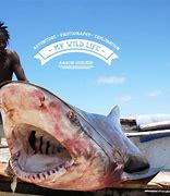 Image result for Shark Finning