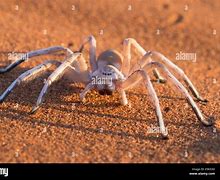 Image result for Giant Desert Spider