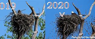 Image result for Bald Eagle Nest Compared to Person