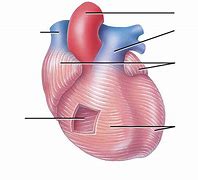 Image result for Cardiac Muscle Bundles