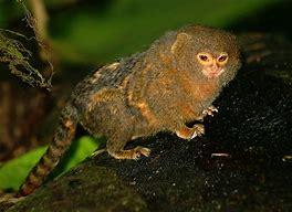 Image result for Pygmy Marmoset Tree Sap