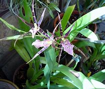 Image result for Oncidium Orchid Plant