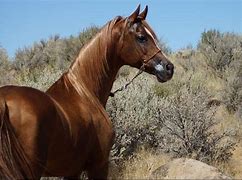 Image result for Arabian Mule