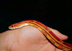 Image result for Candy Cane Corn Snake