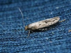 Image result for Domestic Brown Moth