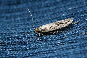 Image result for Brown House Moth Infestation