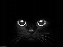 Image result for Cat Eyes Wallpaper