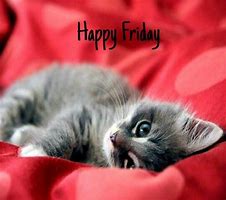 Image result for Good Morning Cat Friday