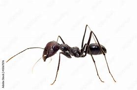 Image result for Ant Face Picture White Backround