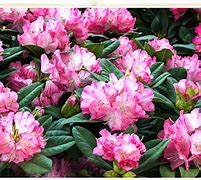 Image result for Pink Rare Flpwers