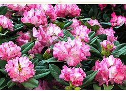 Image result for Pink Kind Flower