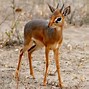 Image result for Kirts Dik Dik