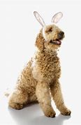 Image result for Dog with Bunny Ears