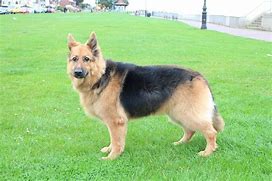 Image result for Good Cute Dog Pic GSD