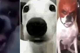 Image result for Dog Waiting Laugh Meme