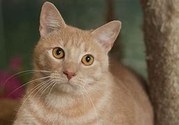 Image result for Female Tabby Cat